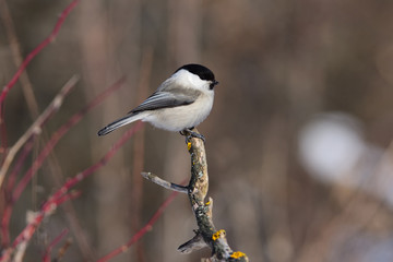 Willow tit lit low winter sun in the forest (sits on a branch covered with lichens).