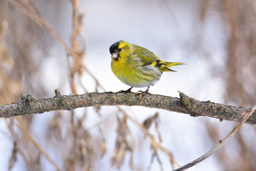 Eurasian siskin tilted her head, sitting on a branch of larch.