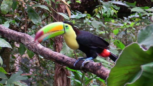 A keel billed toucan sits on a branch in the jungle.