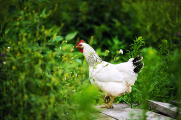chicken