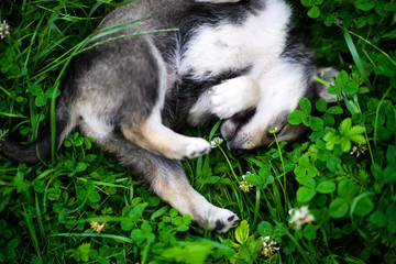 Cute puppy on green grass