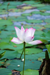 Water Lotus Blossom 3