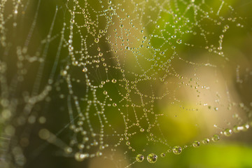 a beautiful arachnoid network strewn with shiny drops of rain or dew - like beads, a necklace