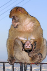 Baby-Berberaffe mit Muttertier auf Gibraltar (Macaca sylvanus) - Barbary macaque 