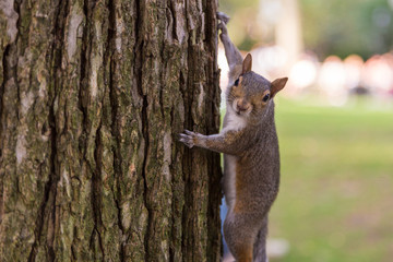 Portrait of squirrel in the New York park.
