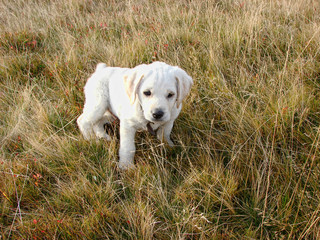 The sad puppy sits in grass