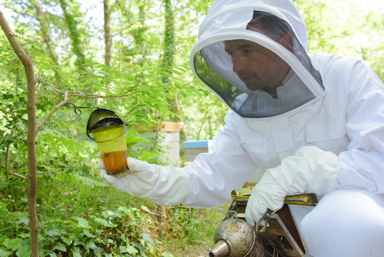 beekeeper inspecting the honey
