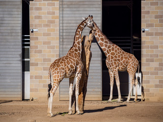 Tall giraffe eating leaves
