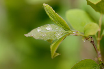 spring leaf and early dew