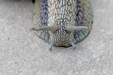 The snail crawls on the ground