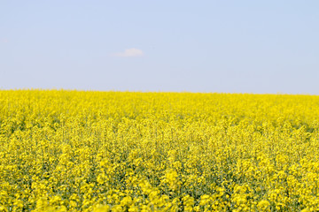 Field in the flowers on the background of the blue sky