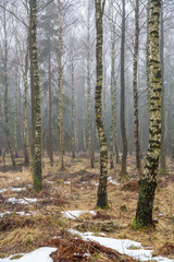 Trädstammar i en björkskog på vintern