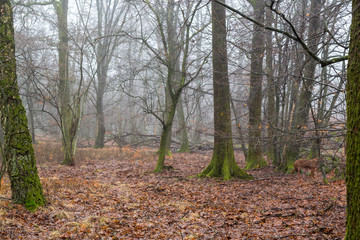 Trädstammar i en bokskog på vintern