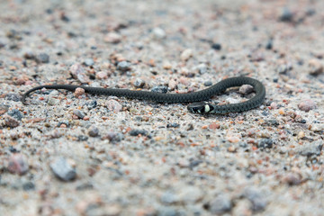 Ung snok slingrar sig på grusväg