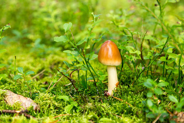 Svamp bland blåbärsris