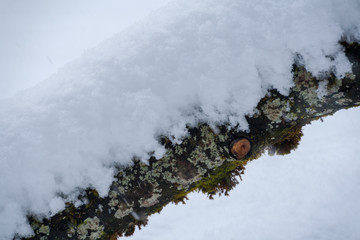 tief verschneiter Baum