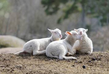 Three cute lamb resting in the pasture