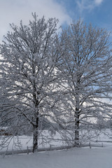 Zwei Bäume im Schnee