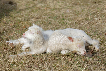 Two cute lamb laying in the grass enjoying the sunshine