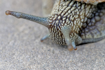 The snail crawls on the ground
