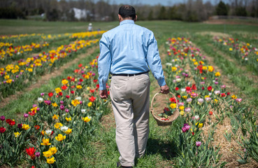 Running from Office. Man walking between Rows of colorful  tulips in a field with basket with flowers. Spring flower farm picking season.