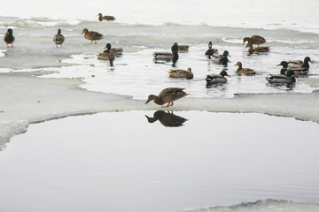 Ducks on an ice floe. © prohor08