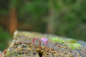 einsame Blume aus dem Stamm eines toten Baumes