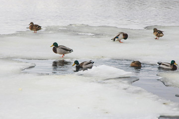 Ducks on an ice floe. © prohor08