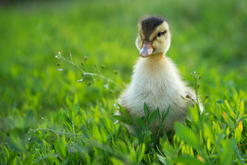 Little duck