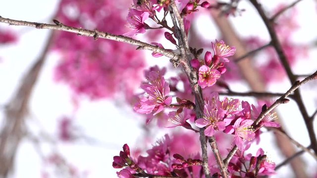 Beautiful cherry blossom sakura  (Prunus Cesacoides) in spring time over blue sky. In the last days of winter, the Mai Anh Dao cherry blossoms in Da Lat, Lam Dong province are creating beautiful scene