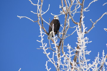 Eagle on top of frosty tree