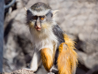 Cute Wolf's Guenon, Cercopithecus wolfi