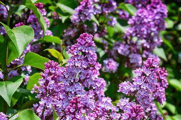 springtime colorful twig of a lilac bush with flowers and leaves