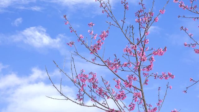 Royalty high quality free stock footage of cherry blossom sakura (Prunus Cesacoides, Wild Himalayan Cherry) in springtime. Cherry blossom sakura (Prunus Cesacoides, Wild Himalayan Cherry) is beauty