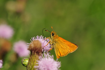 Schmetterling orange auf einer Blume