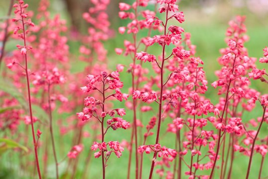 Heuchera (alumroot or coral bells) is a genus of herbaceous perennial plants in the family Saxifragaceae. Shallow DOF