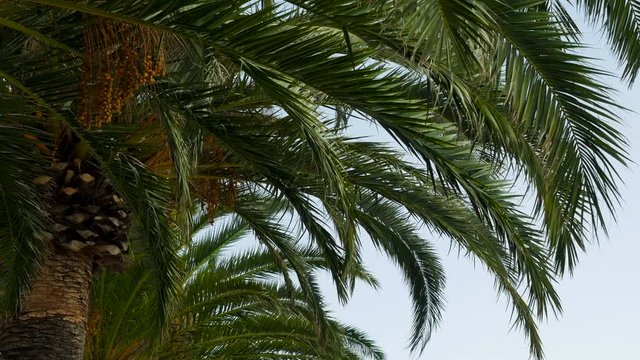 group of tall palm trees swaying in the wind in Sunny Montenegro in high season