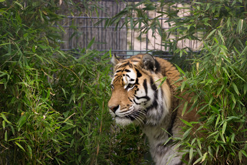 Tiger im Tierpark