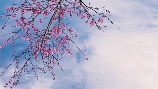 Beautiful cherry blossom sakura  (Prunus Cesacoides) in spring time over blue sky. In the last days of winter, the Mai Anh Dao cherry blossoms in Da Lat, Lam Dong province are creating beautiful scene