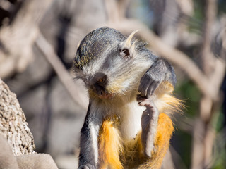 Cute Wolf's Guenon, Cercopithecus wolfi
