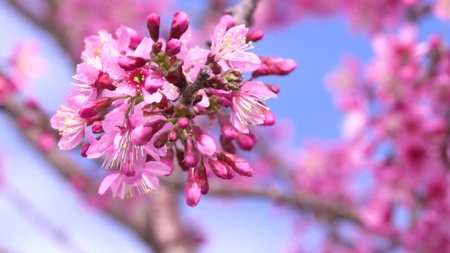Beautiful cherry blossom sakura  (Prunus Cesacoides) in spring time over blue sky. In the last days of winter, the Mai Anh Dao cherry blossoms in Da Lat, Lam Dong province are creating beautiful scene