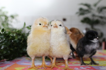 Wielkanocne kurczaki