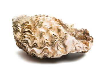 sea oyster isolated