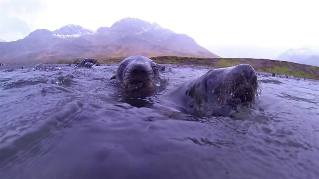 Underwater shot of sea lions playing underwater and above on South Georgia Island, Antarctica.