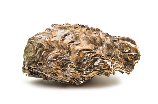 sea oyster isolated