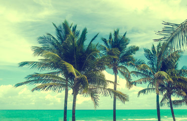 Obraz na płótnie Canvas Tropical Miami Beach Palms near the ocean, retro styled