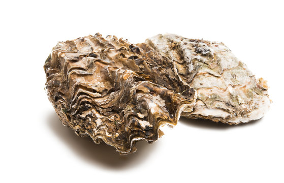 sea oyster isolated