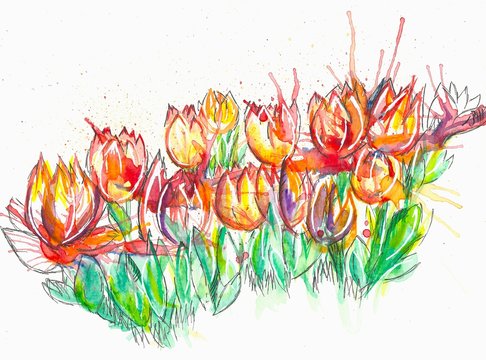 splashed tulips