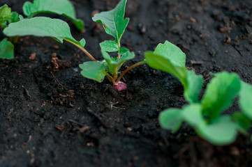 earth day, new plant life