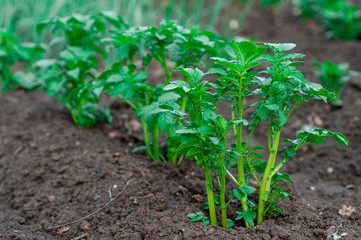 earth day, new plant life